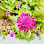Lloyd's Gardens of London logo